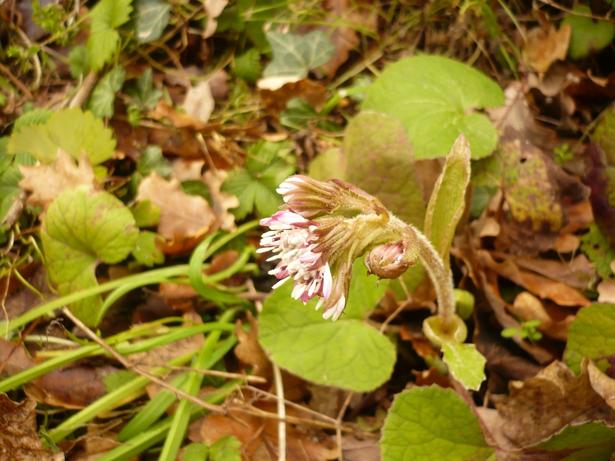 Petasites pyrenaicus (Asteraceae)